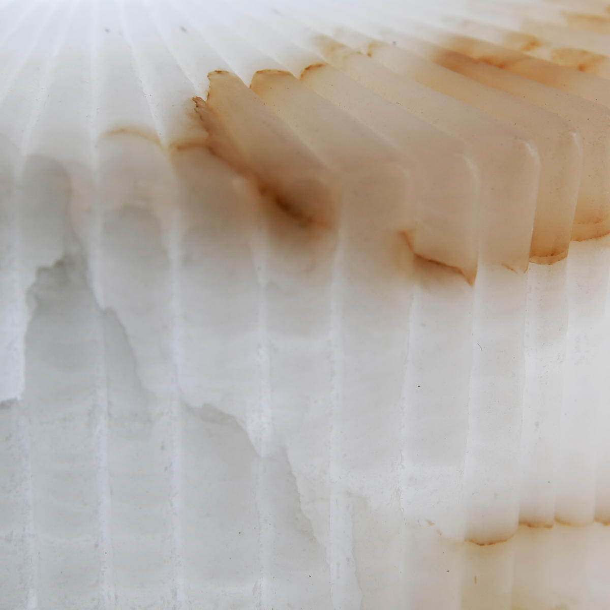 Alabaster Ribbed  Dish Wall Diffuser - 8 Inch