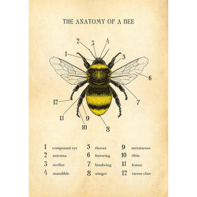 Anatomy Of A Bee Poster Hannah Turpin