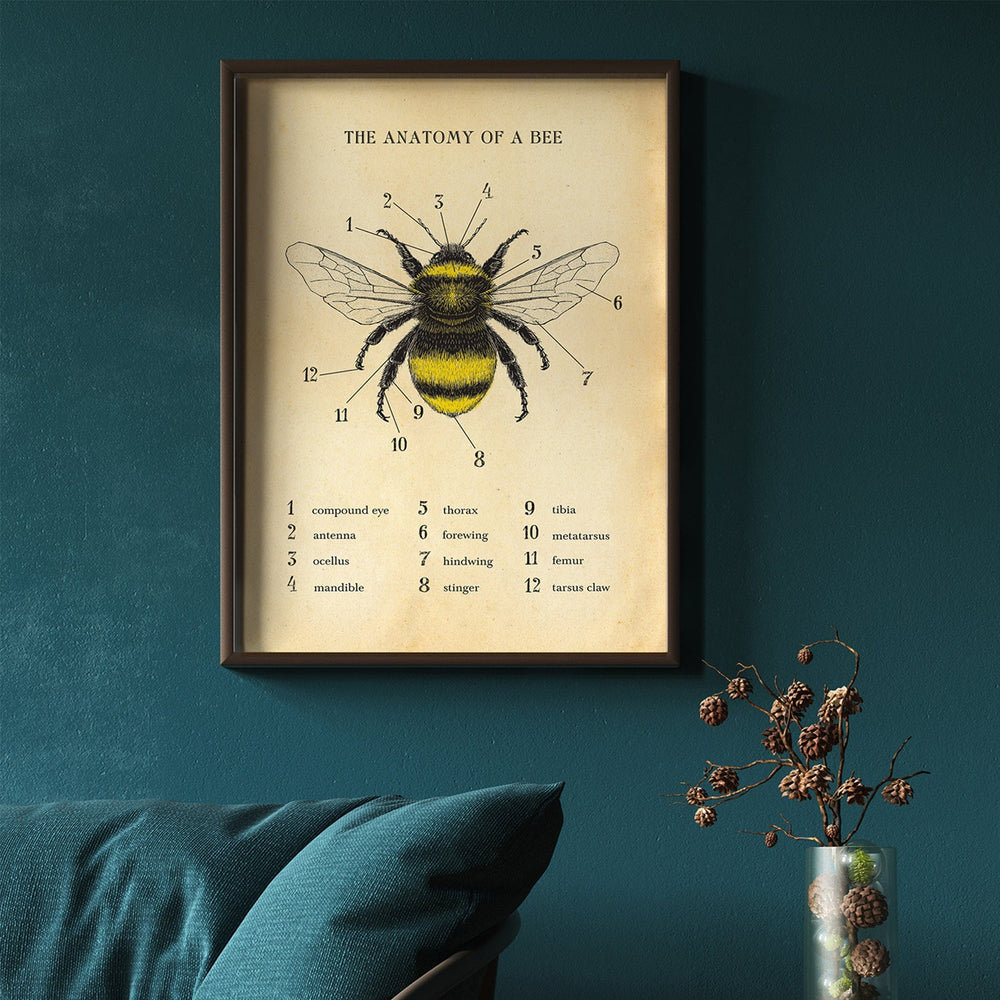 Anatomy Of A Bee Poster Hannah Turpin