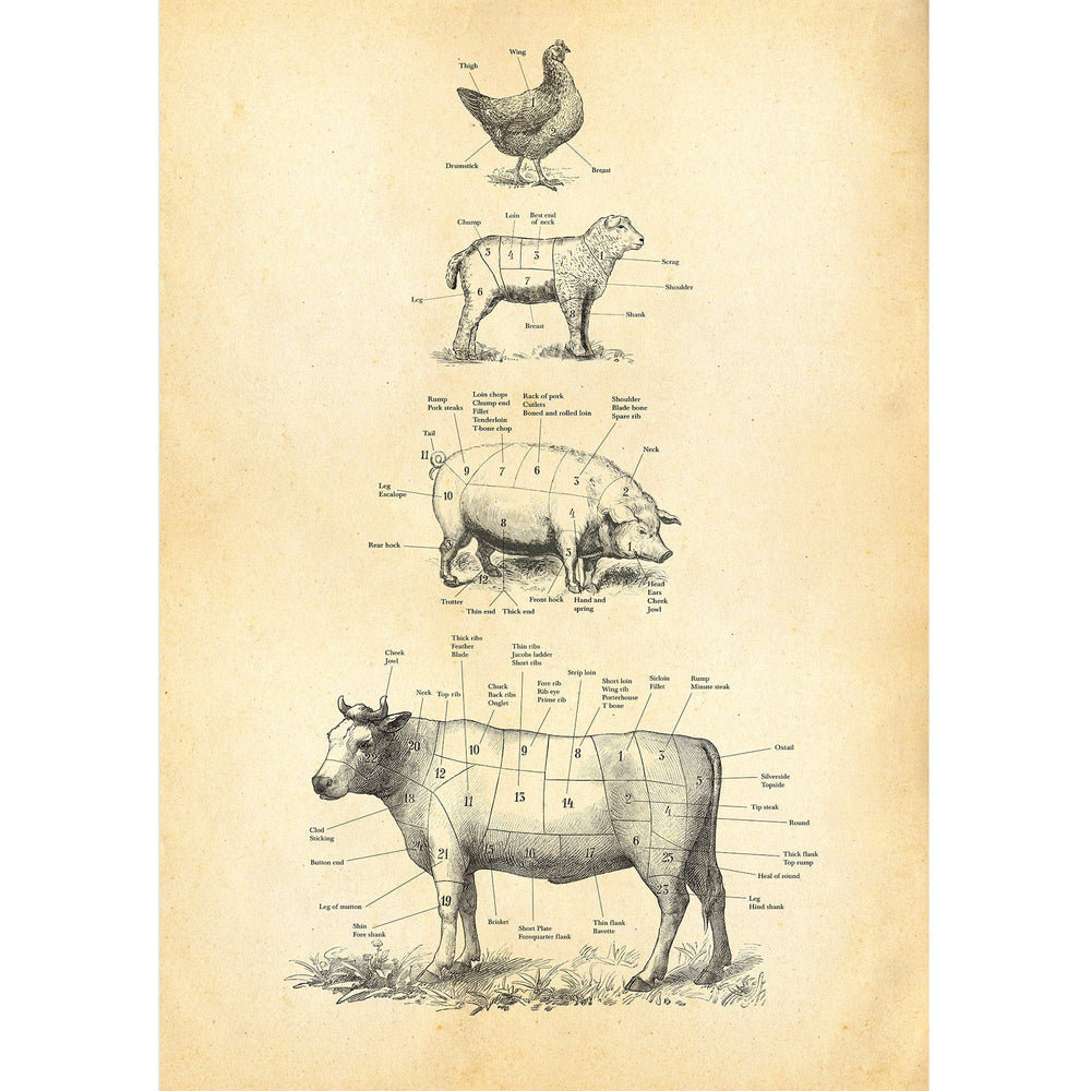 British Meat Cuts Poster Hannah Turpin