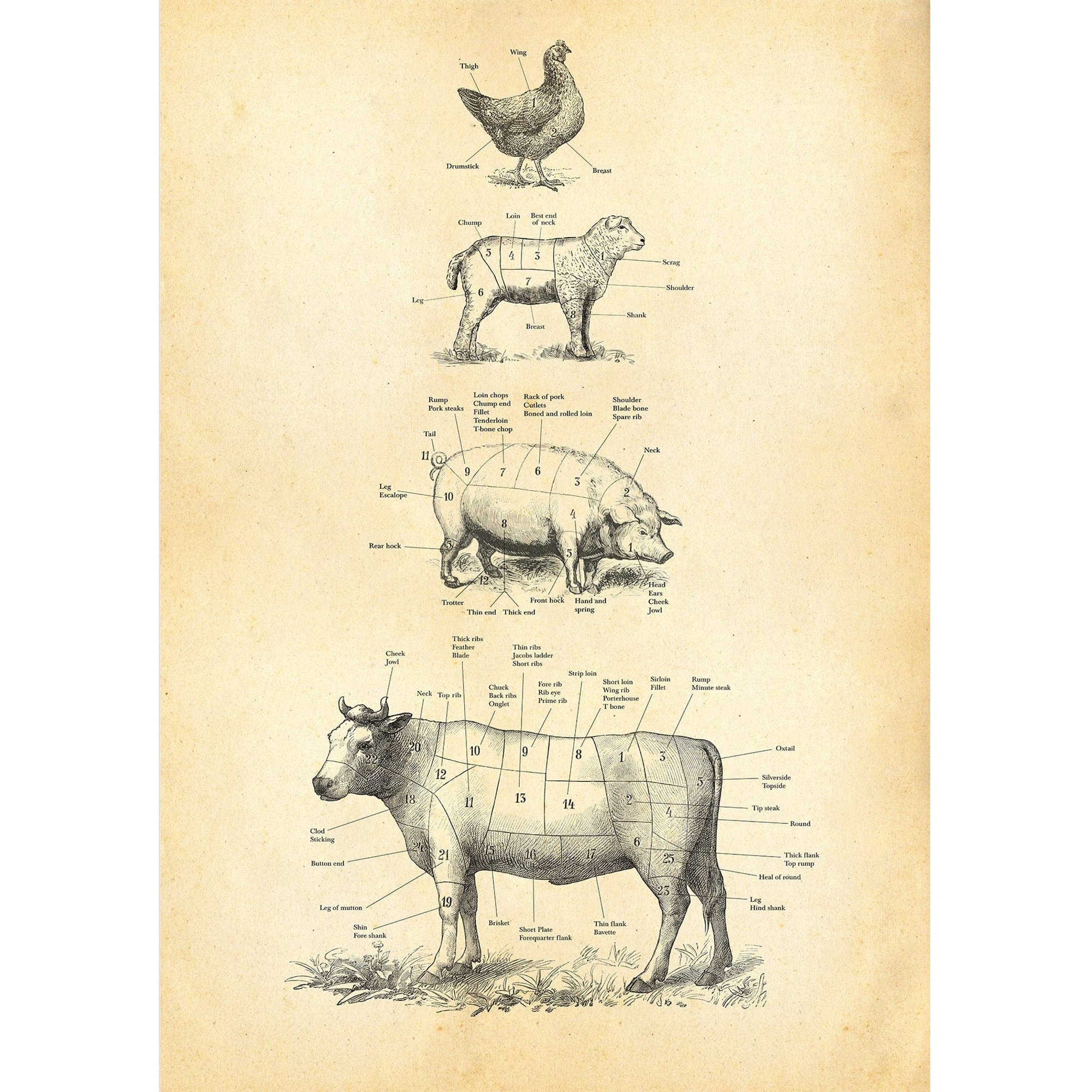 British Meat Cuts Poster Hannah Turpin