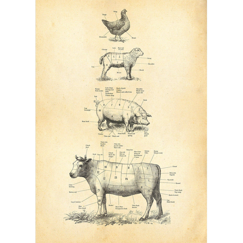 British Meat Cuts Poster Hannah Turpin