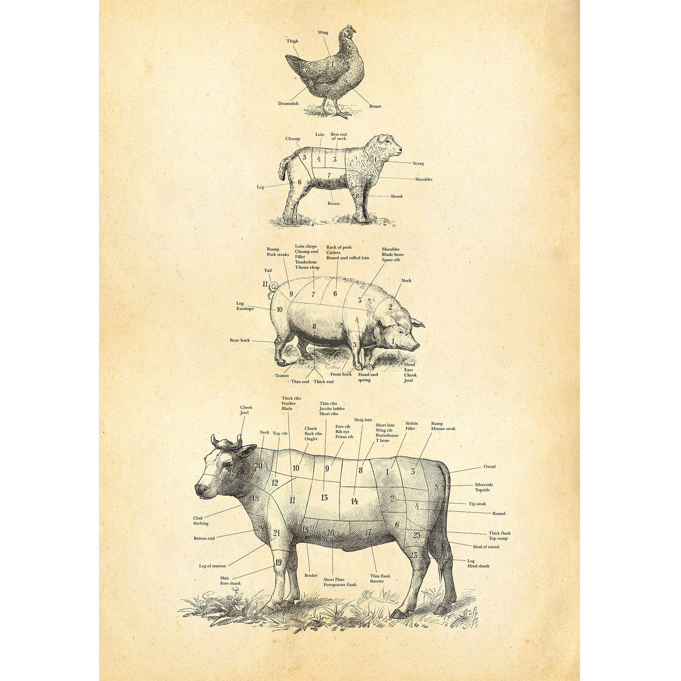 British Meat Cuts Poster Hannah Turpin