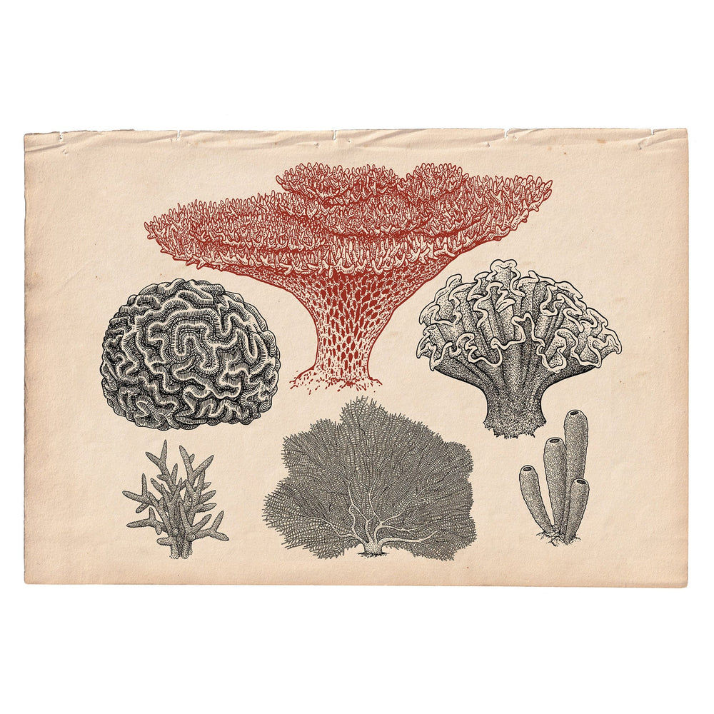 Marine Gallery Wall Collection / Natural History Set (Set of 6) Hannah Turpin