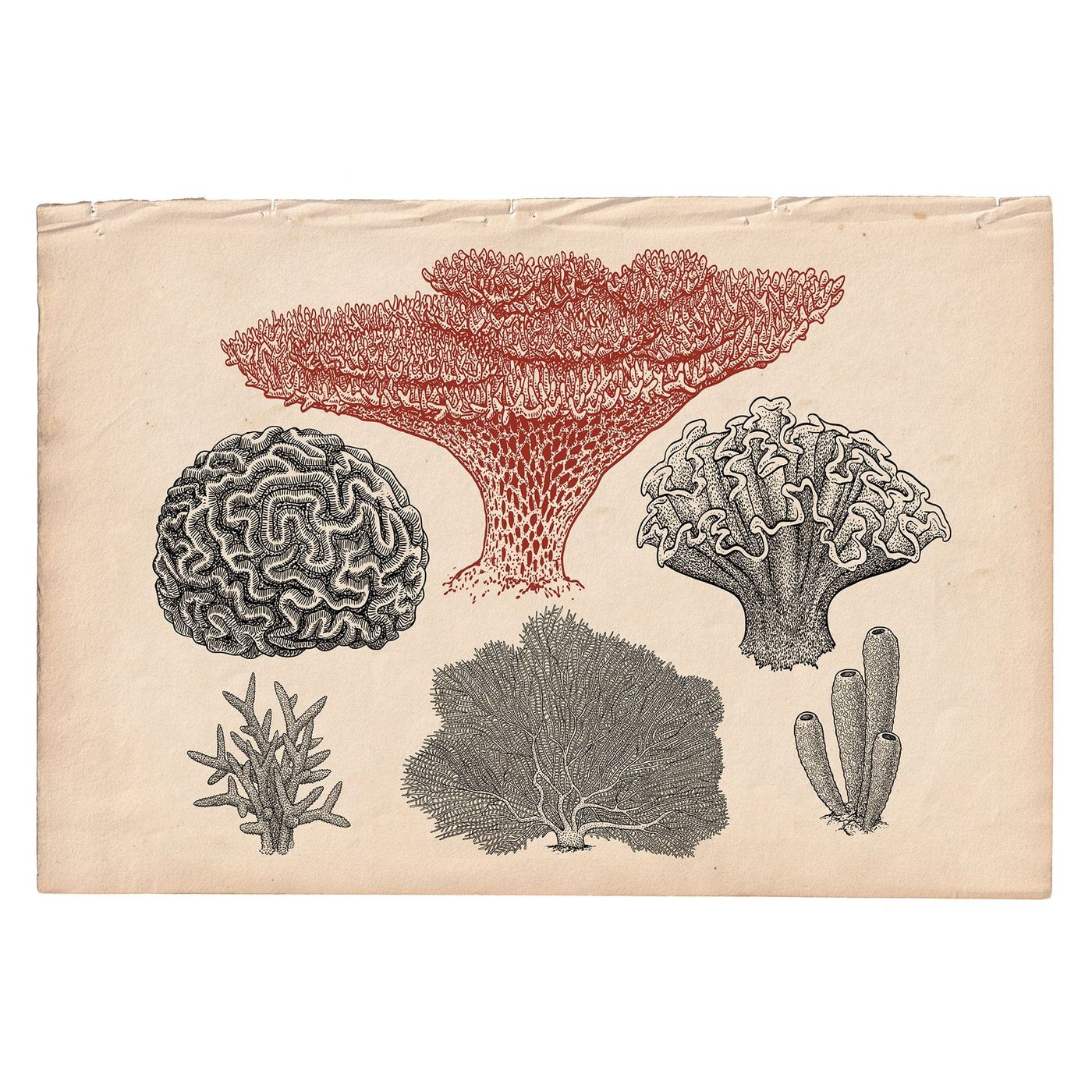 Marine Gallery Wall Collection / Natural History Set (Set of 6) Hannah Turpin