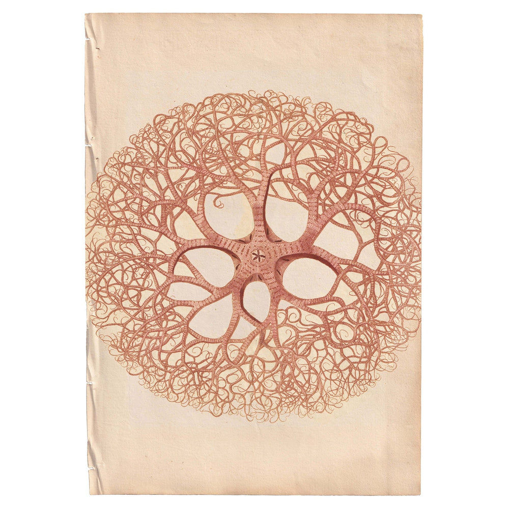 Marine Gallery Wall Collection / Natural History Set (Set of 6) Hannah Turpin