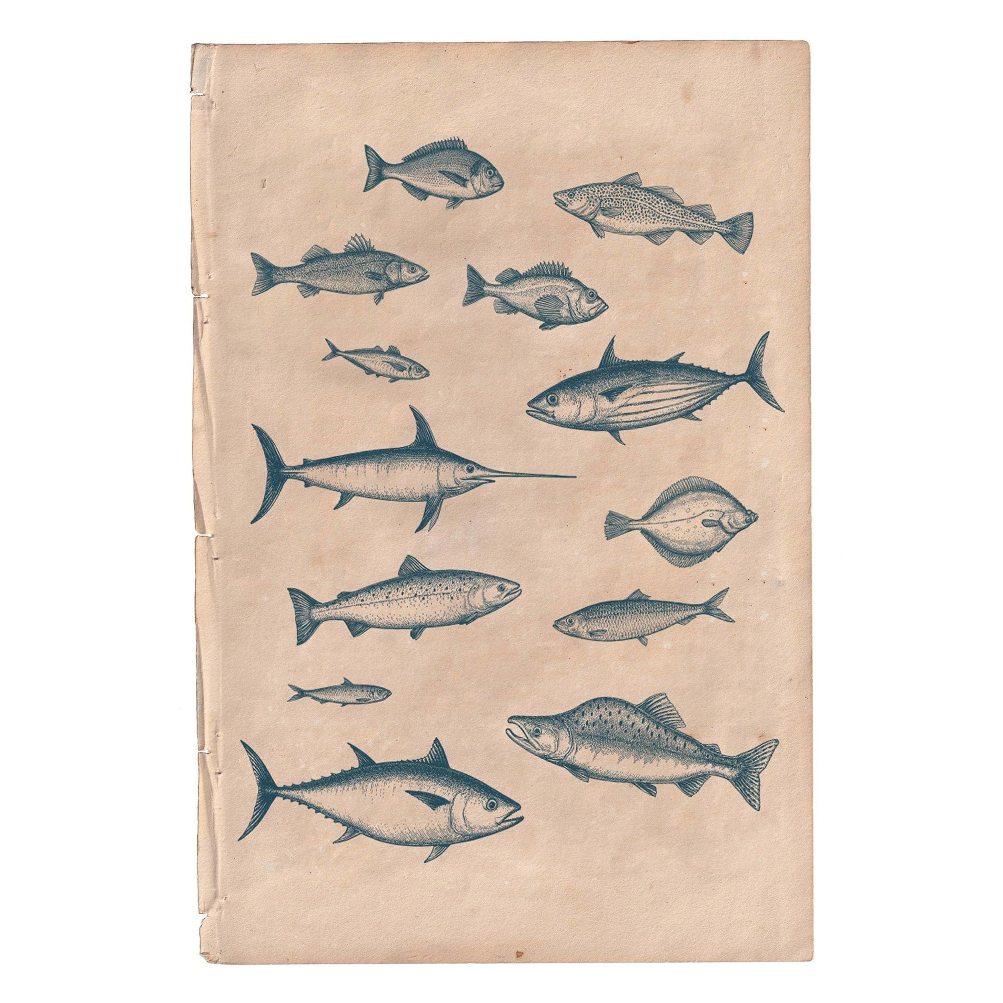 Marine Gallery Wall Collection / Natural History Set (Set of 6) Hannah Turpin