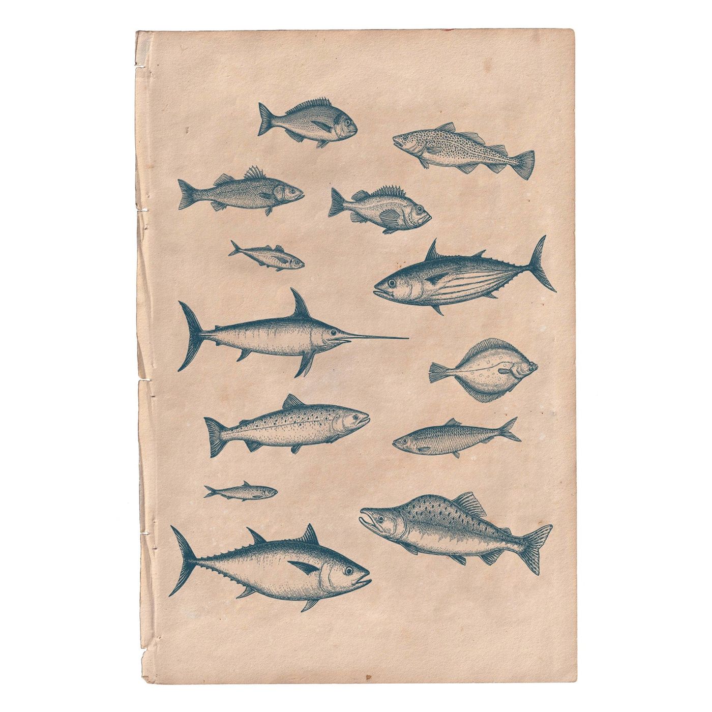 Marine Gallery Wall Collection / Natural History Set (Set of 6) Hannah Turpin