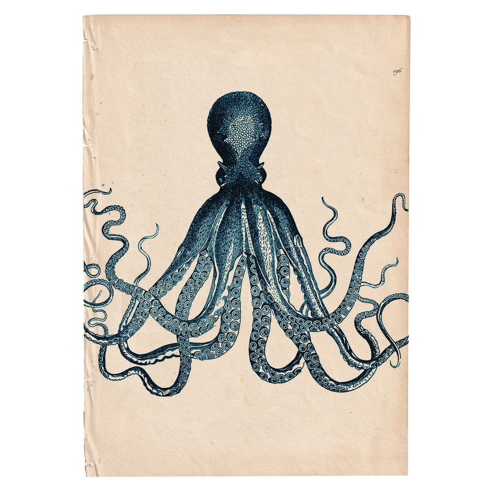 Marine Gallery Wall Collection / Natural History Set (Set of 6) Hannah Turpin