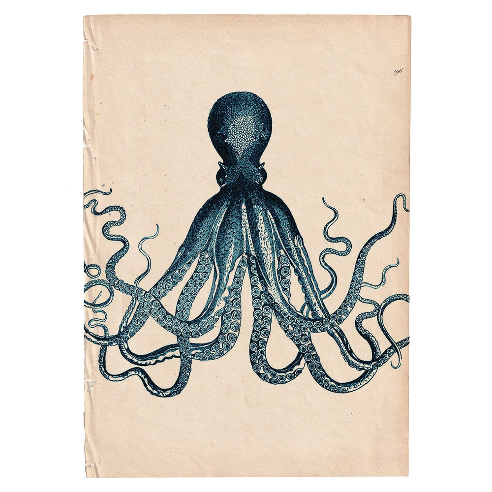 Marine Gallery Wall Collection / Natural History Set (Set of 6) Hannah Turpin