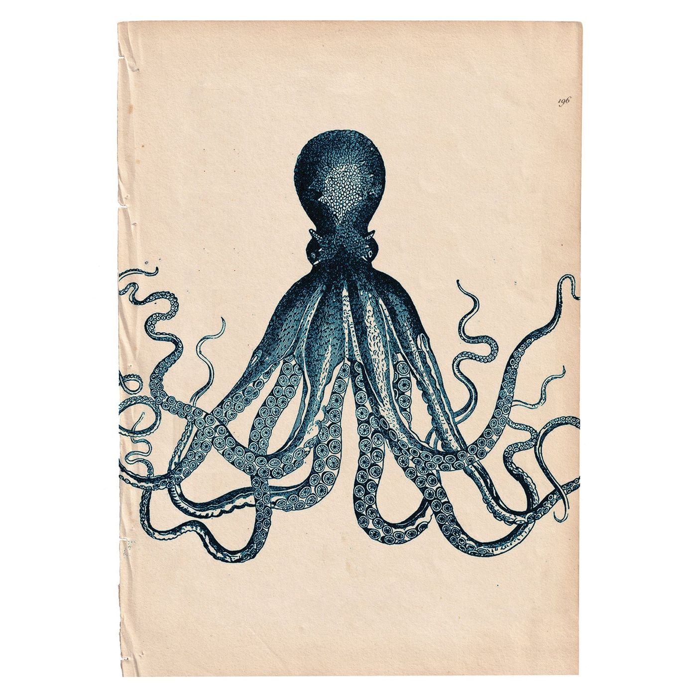 Marine Gallery Wall Collection / Natural History Set (Set of 6) Hannah Turpin