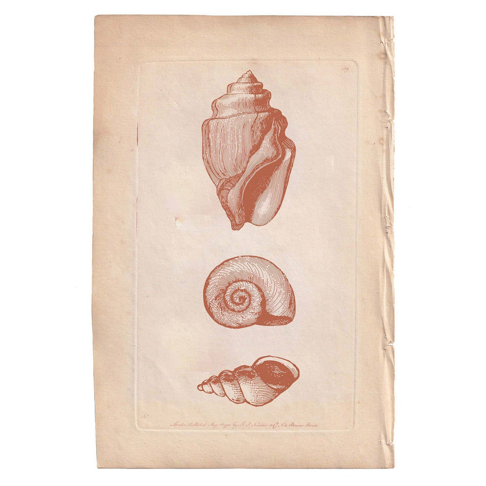 Marine Gallery Wall Collection / Natural History Set (Set of 6) Hannah Turpin
