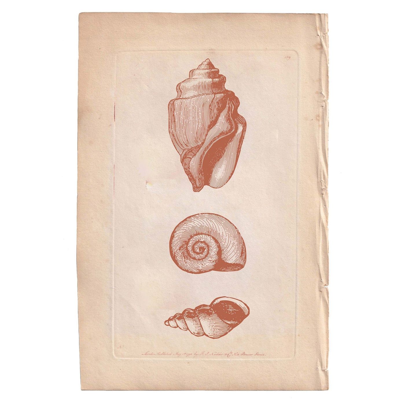 Marine Gallery Wall Collection / Natural History Set (Set of 6) Hannah Turpin