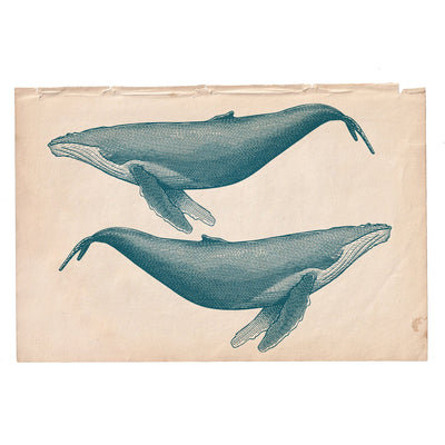 Marine Gallery Wall Collection / Natural History Set (Set of 6) - Independent Artwork - Industville Lighting UK