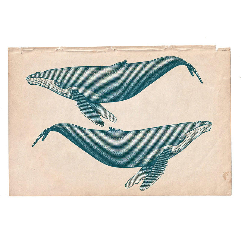 Marine Gallery Wall Collection / Natural History Set (Set of 6) Hannah Turpin